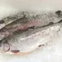 оптовая продажа форели в Краснодаре и Краснодарском крае 3