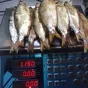 пелядь вяленая и х/к , сырьё 120  в Кургане 2
