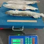 щука свежемороженная в Ханты-Мансийске и Ханты-Мансийском автономном округе Югра