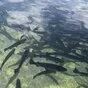 рпм форель  в России