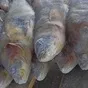 терпуг с/м микс m/l/2l/3l  в Москве