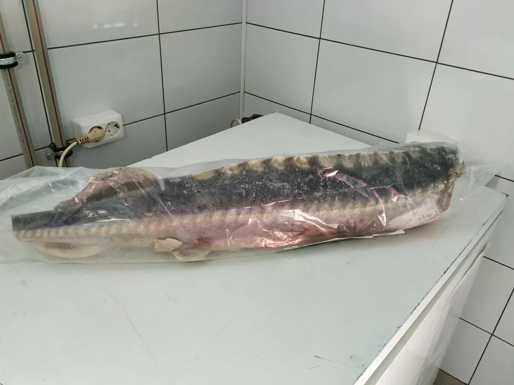 Фотография продукта Белуга