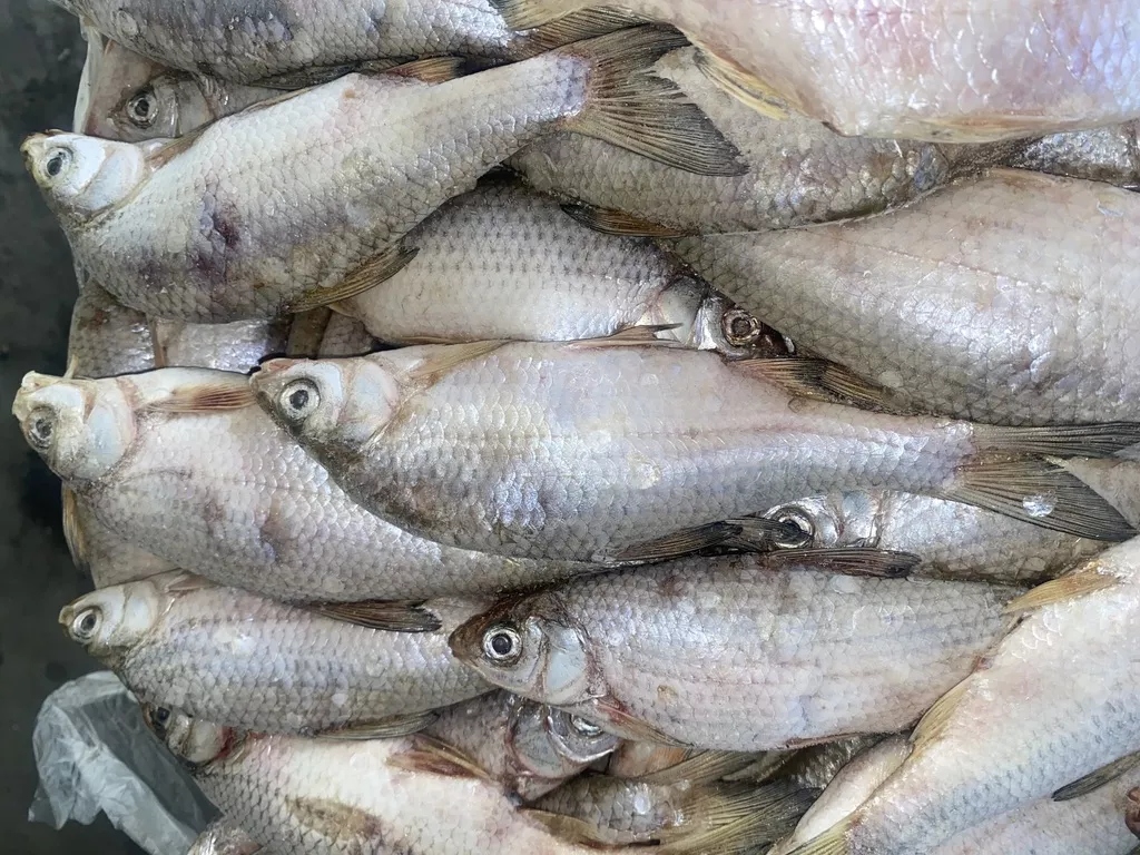 Фотография продукта Вобла. икряная. казахстан.
