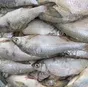 вобла. икряная. казахстан. в Самаре и Самарской области