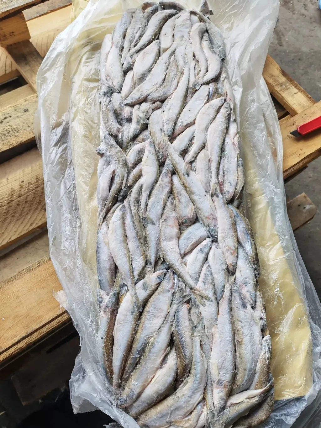 Фотография продукта Корюшка азиатская зубастая нр 17-20