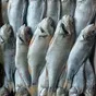 окунь вяленый отборный в Санкт-Петербурге