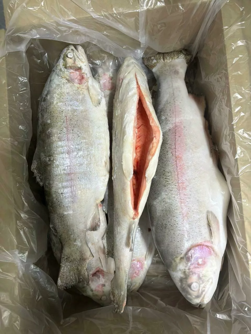 Фотография продукта Оптовая поставка форели из казахстана