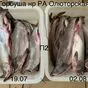 горбуша нр 1 сорт (карагинский тымлат)  в Владивостоке и Приморском крае 6