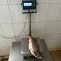 горбуша нр 1 сорт (карагинский тымлат)  в Владивостоке и Приморском крае 3