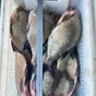 лещ мороженый блок в Новосибирске и Новосибирской области 7