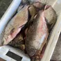 лещ мороженый блок в Новосибирске и Новосибирской области 6