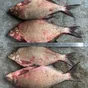 лещ мороженый блок в Новосибирске и Новосибирской области 2