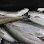 форель охлажденная премиального качества в Рязани и Рязанской области