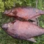 свежемороженая, копчёная, вяленая рыба в Ярославле и Ярославской области 2