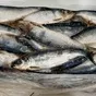 сельдь то нр мороженная 1/22 ГОСТ в Владивостоке