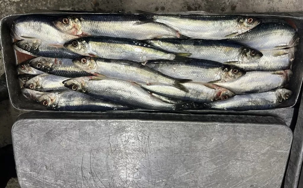 фотография продукта Сельдь то нр мороженная 1/22 ГОСТ