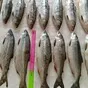 горбуша нр 2026 год в Владивостоке и Приморском крае 6