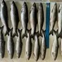 горбуша нр 2026 год в Владивостоке и Приморском крае 4