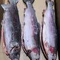 радужная форель для полуфабрикатов в Красноярске и Красноярском крае 4