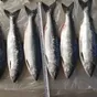 горбуша япономорская н/р опт в Омске и Омской области 2