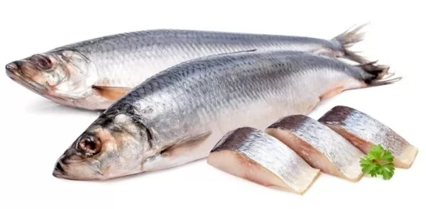 Фотография продукта Селёдка жирная тихо-океанская 25см