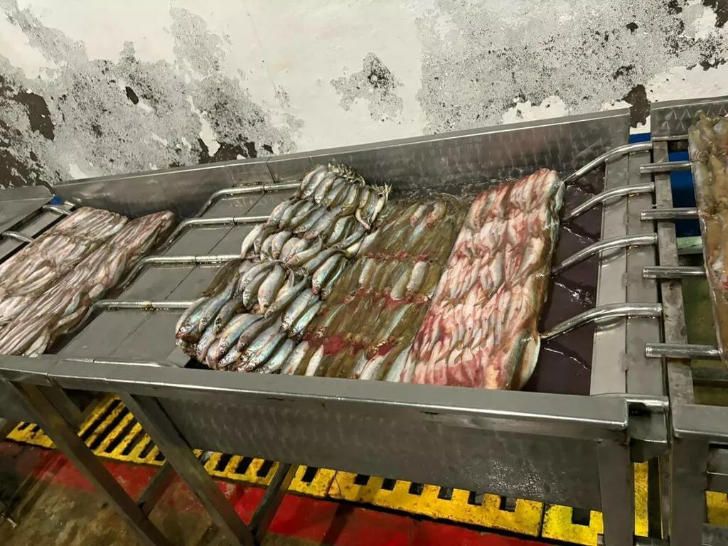 Фотография продукта Корюшка зубатка 17-21 см