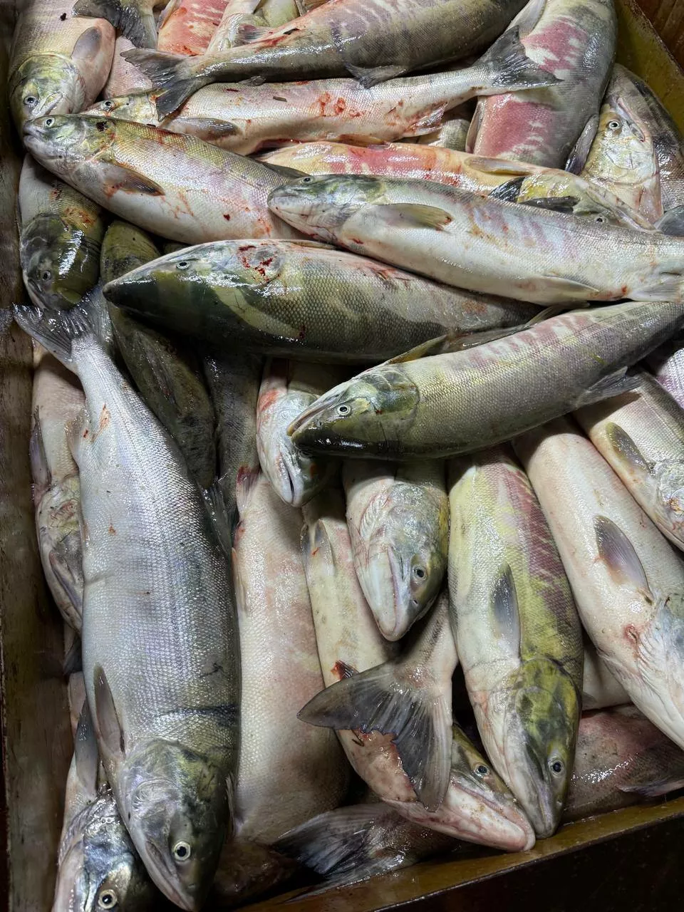 фотография продукта Кета псг 2025