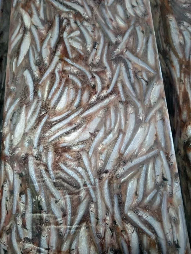 фотография продукта Кормовая тюлька. кормовая