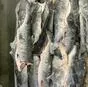 кета псг., м 1,8кг, кам-курильская 1сорт в Москве 2