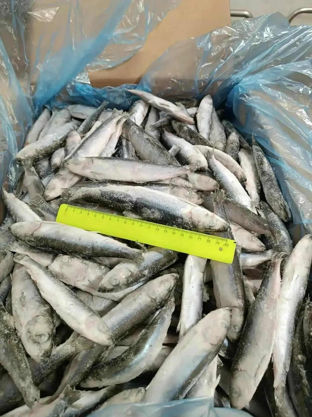 Фотография продукта Альфа марин  салака штучной заморозки 