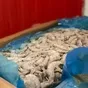 продажа креветок  в Иране 4
