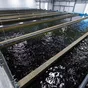 продаем форель радужную живую 1-2 кг в Республике Беларусь
