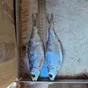 вобла каспийская оптом в Астрахани и Астраханской области 2