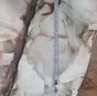 камбала бг.,ббр., s,м,l, морская, ск бсф в Москве 8
