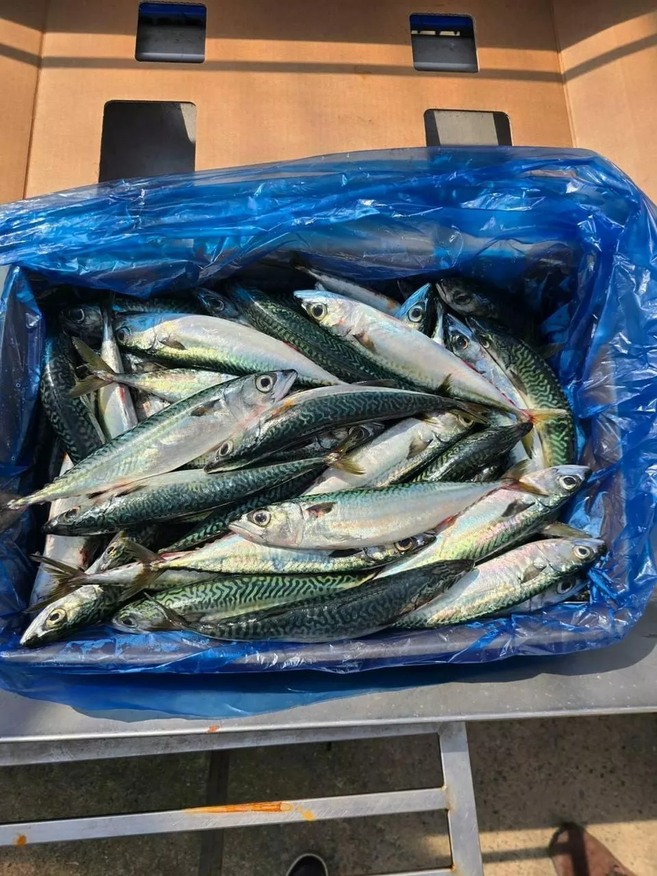 Фотография продукта Скумбрия южная корея 350 в плюсе