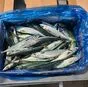 скумбрия южная корея 350 в плюсе в Владивостоке и Приморском крае