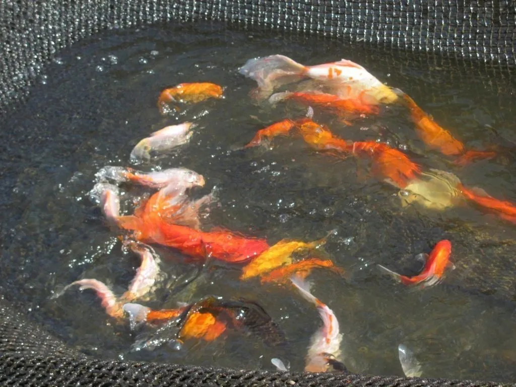 фотография продукта Золотая рыбка (300гр) 20см.