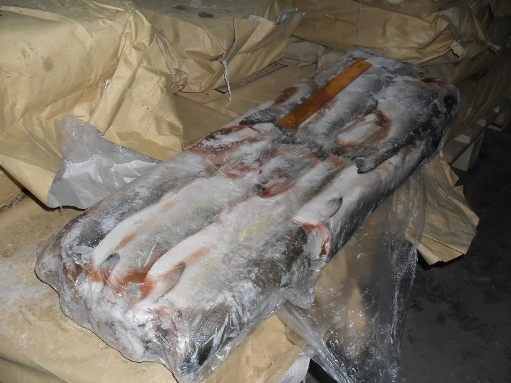 Фотография продукта Продам свежемороженую рыбу.
