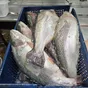 форель  охл. псг 1,5-2кг. в Москве 2