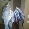 вяленая астраханская рыба. опт в Гулькевичах