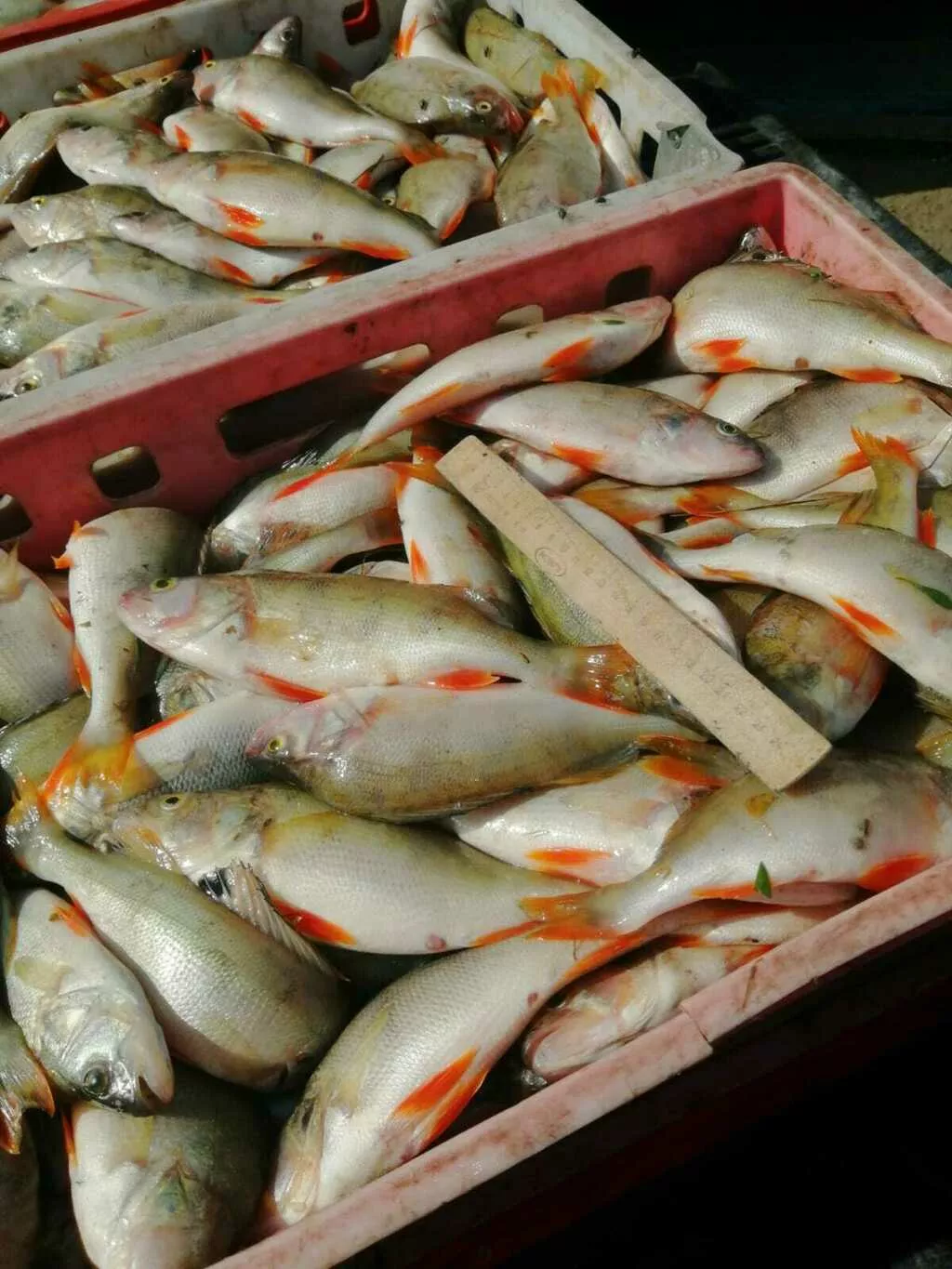 фотография продукта Окунь озерный 10 тонн