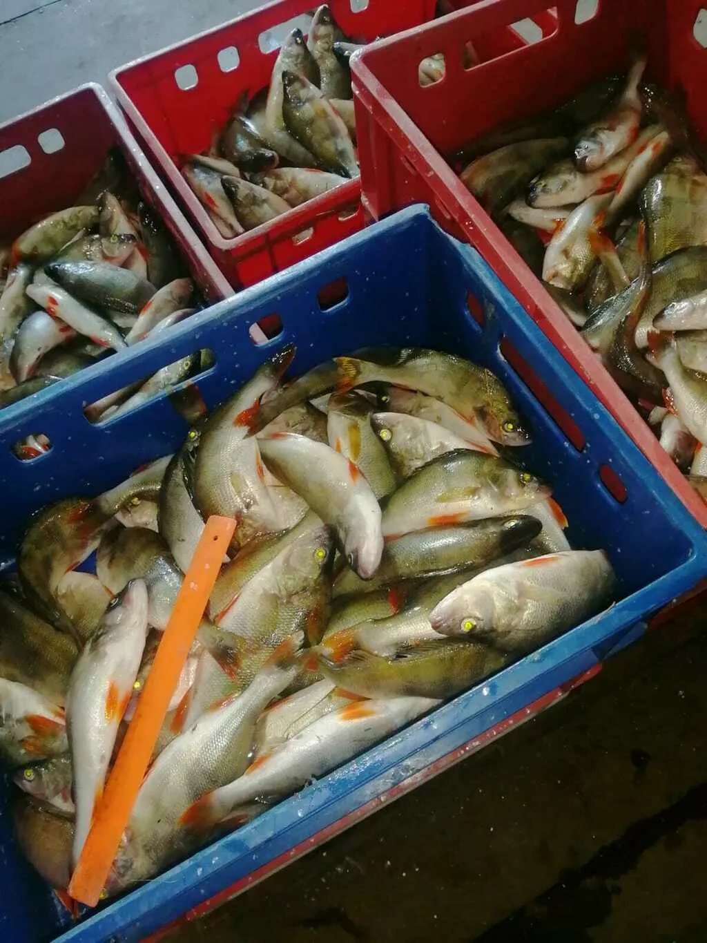 окунь озерный 10 тонн в Кургане 5